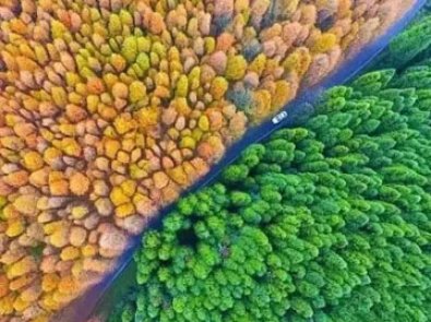 立即出发，邂逅秋日红叶之美